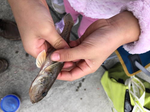 ハゼの釣果