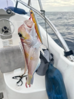 アマダイの釣果