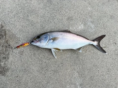 ショゴの釣果