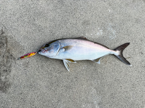 ショゴの釣果