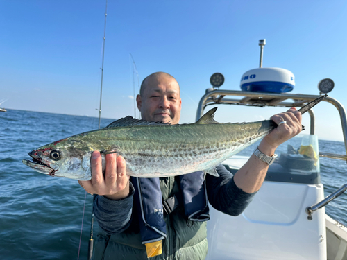 サワラの釣果