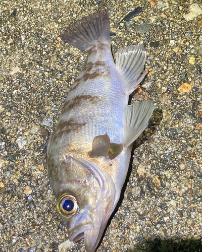 メバルの釣果