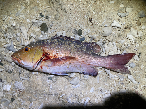 バラフエダイの釣果