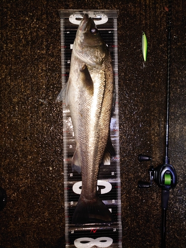 シーバスの釣果