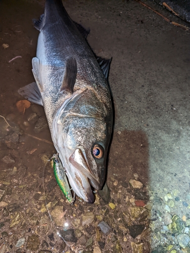 スズキの釣果