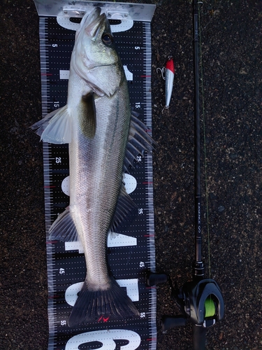 シーバスの釣果