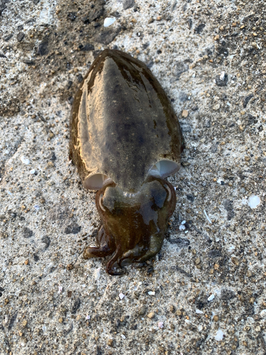 コウイカの釣果