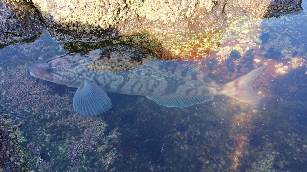 めはむさんの釣果 1枚目の画像