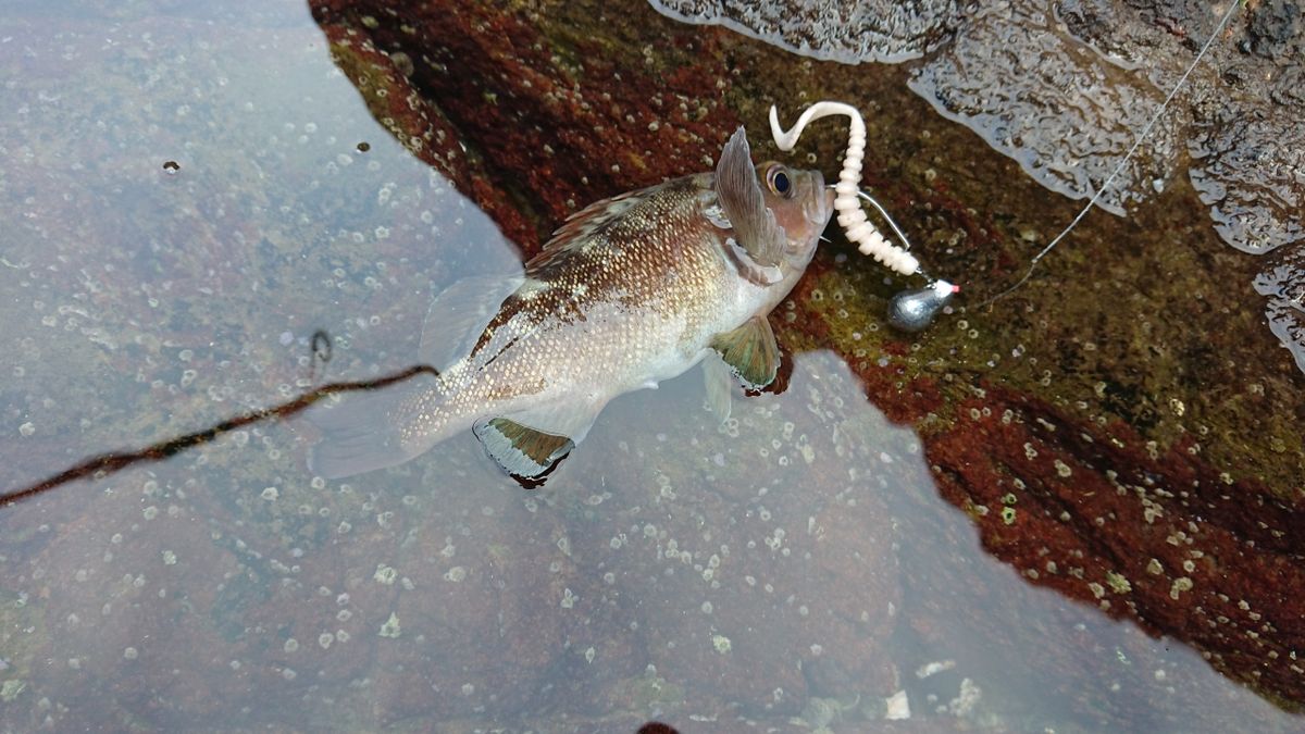 めはむさんの釣果 3枚目の画像