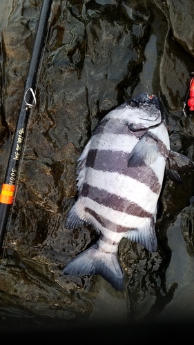 イシダイの釣果