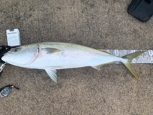 メジロの釣果