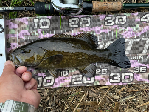 スモールマウスバスの釣果