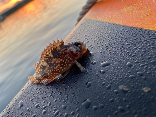 アラカブの釣果