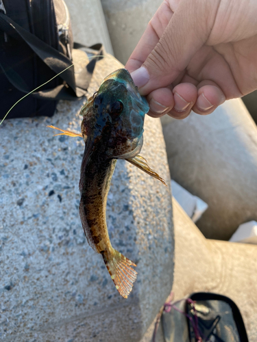 アナハゼの釣果