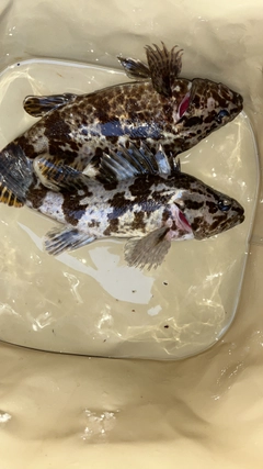 タケノコメバルの釣果