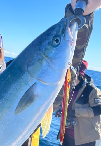 ワラサの釣果