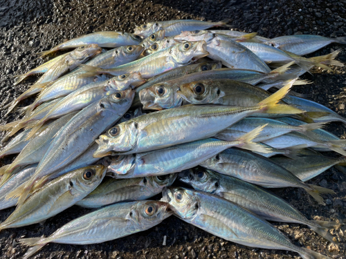 アジの釣果