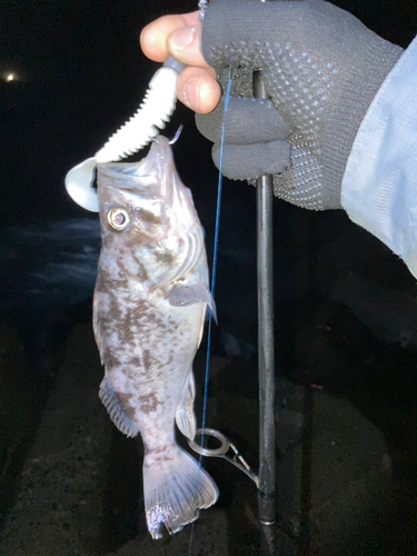 ソイの釣果