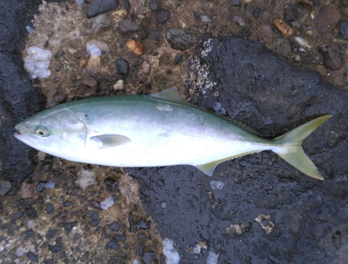 イナダの釣果