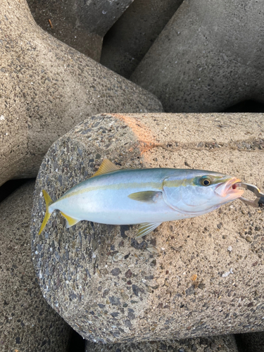 ヤズの釣果