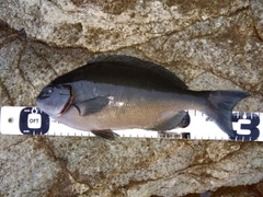 オナガグレの釣果