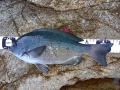 クチブトグレの釣果