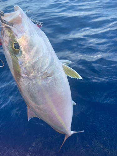 カンパチの釣果