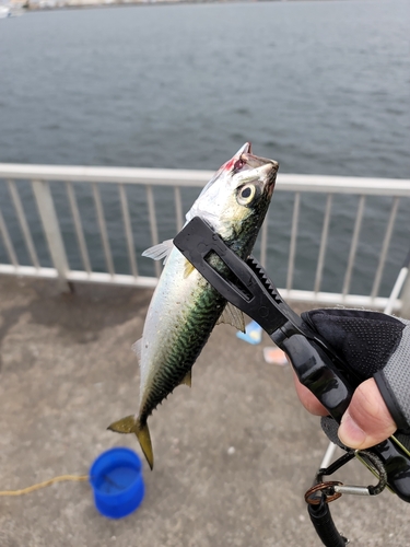 サバの釣果