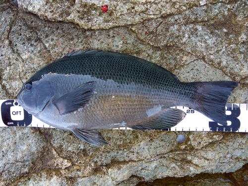 クチブトグレの釣果