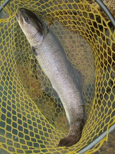 イトウの釣果