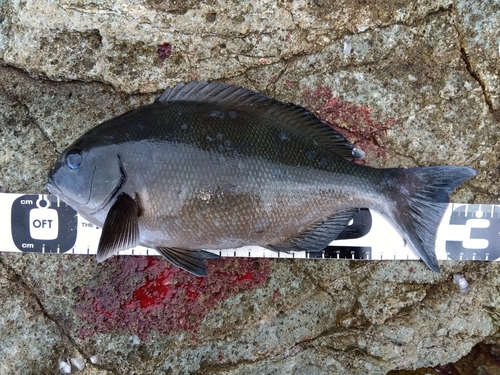 オナガグレの釣果