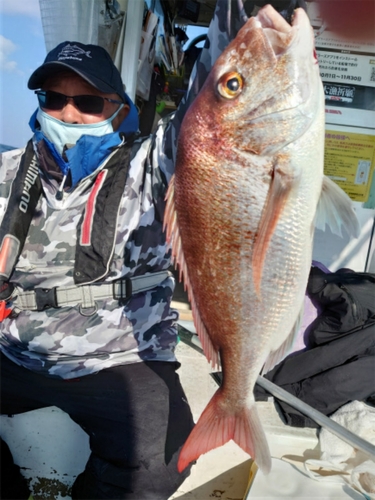 マダイの釣果