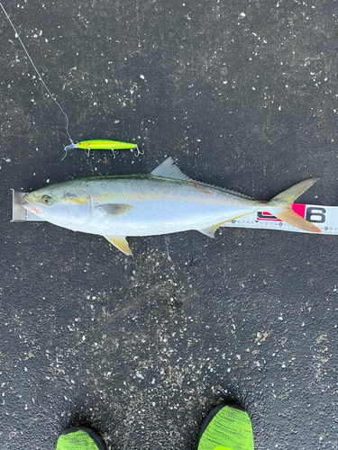 メジロの釣果