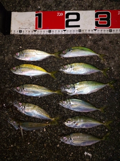 アジの釣果