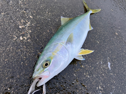 ワカシの釣果