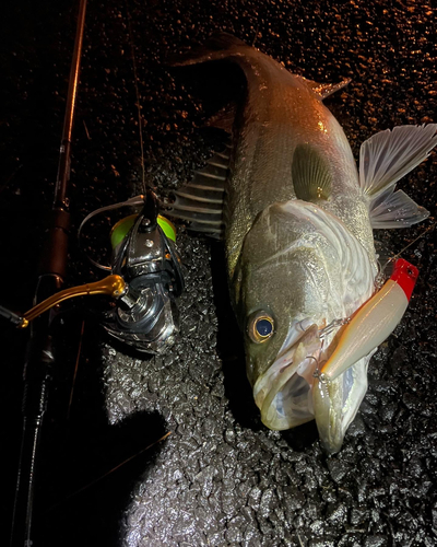 シーバスの釣果