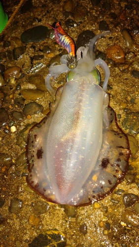 アオリイカの釣果