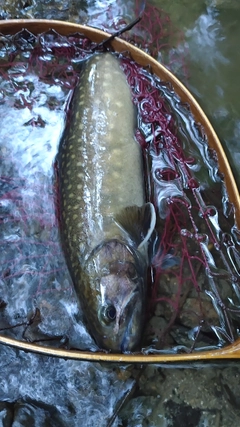 アメマスの釣果