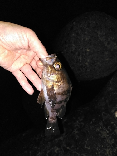 メバルの釣果