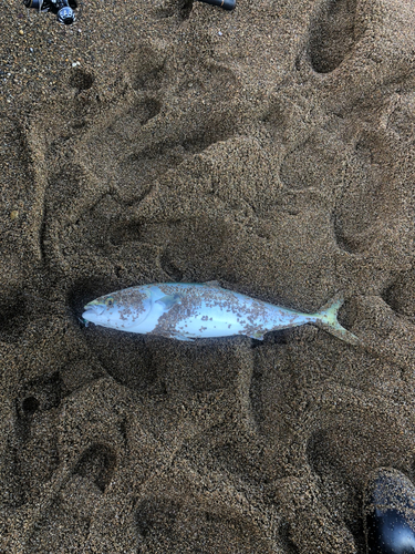 メジロの釣果