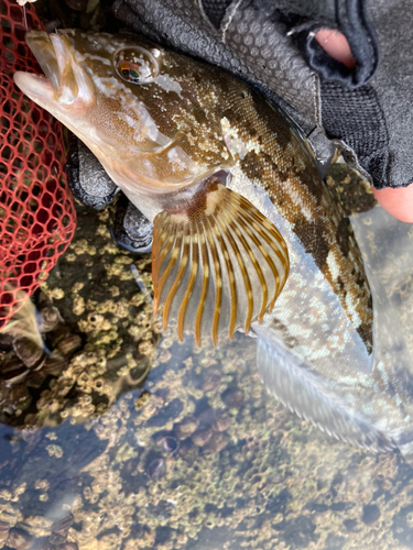 アイナメの釣果