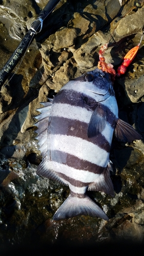 イシダイの釣果