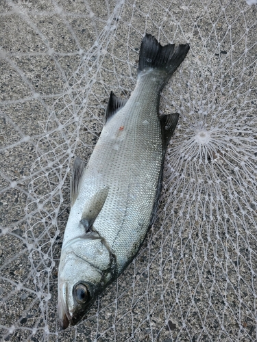 ヒラスズキの釣果