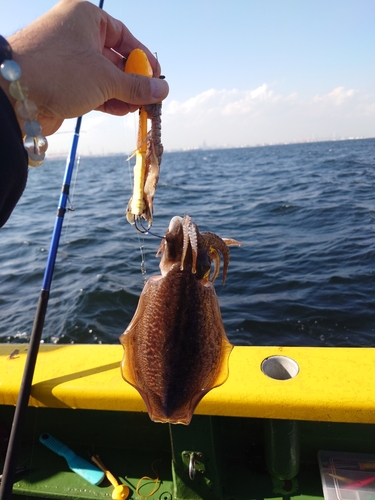 スミイカの釣果