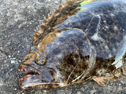 ヒラメの釣果