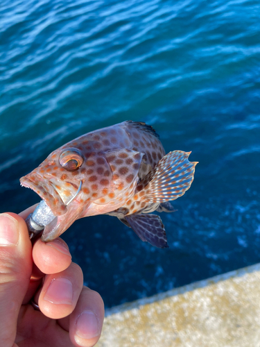 オオモンハタの釣果