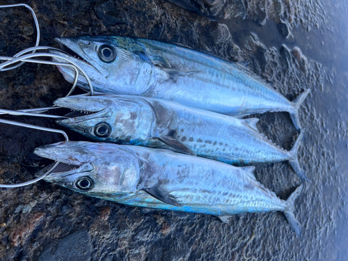 サゴシの釣果