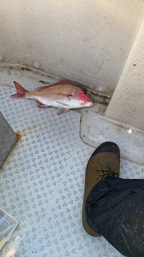 マダイの釣果