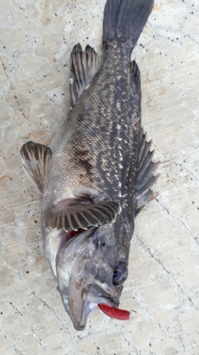 クロソイの釣果