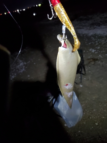 シタビラメの釣果